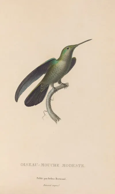 Histoire Naturelle Des Oiseaux Mouches Pl 33