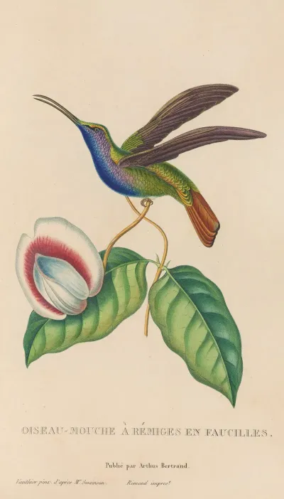 Histoire Naturelle Des Oiseaux Mouches Pl 36