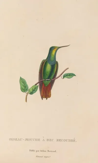 Histoire Naturelle Des Oiseaux Mouches Pl 37