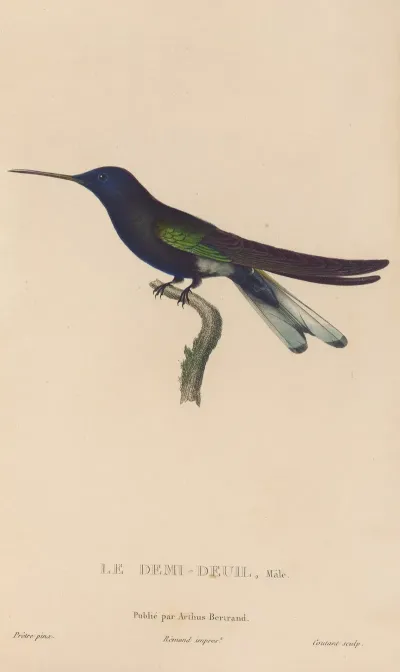 Histoire Naturelle Des Oiseaux Mouches Pl 38