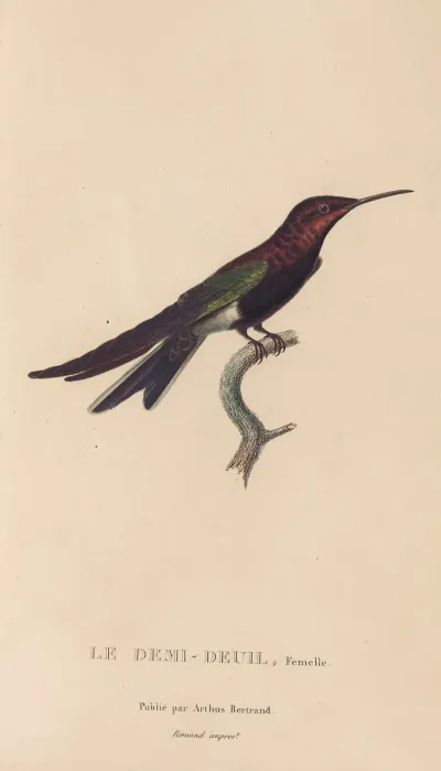 Histoire Naturelle Des Oiseaux Mouches Pl 39