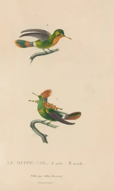 Histoire Naturelle Des Oiseaux Mouches Pl 41