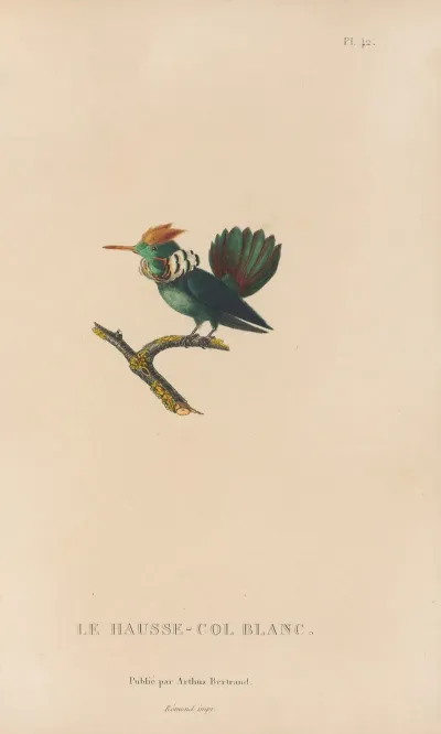 Histoire Naturelle Des Oiseaux Mouches Pl 42
