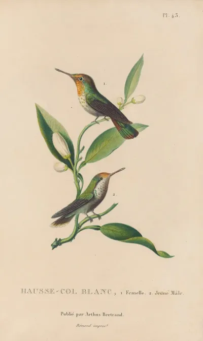 Histoire Naturelle Des Oiseaux Mouches Pl 43
