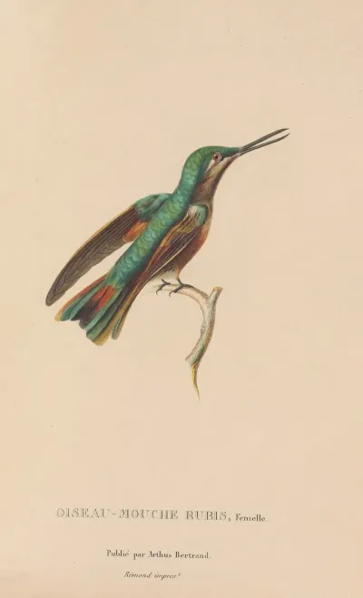 Histoire Naturelle Des Oiseaux Mouches Pl 45