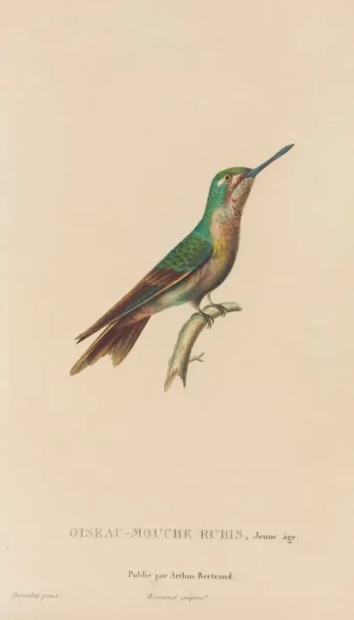 Histoire Naturelle Des Oiseaux Mouches Pl 46