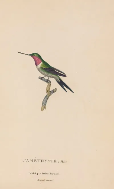 Histoire Naturelle Des Oiseaux Mouches Pl 47