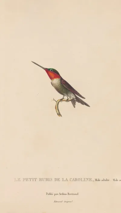 Histoire Naturelle Des Oiseaux Mouches Pl 48