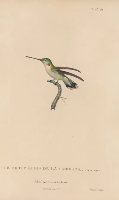 Histoire Naturelle Des Oiseaux Mouches Pl 49