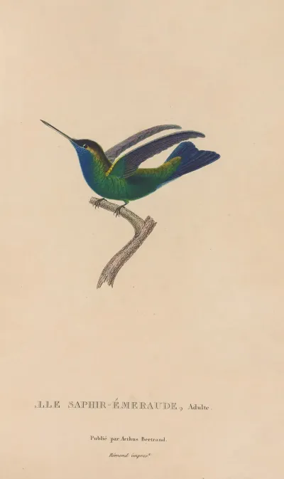 Histoire Naturelle Des Oiseaux Mouches Pl 50