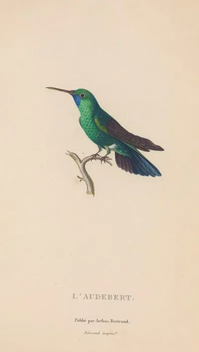 Histoire Naturelle Des Oiseaux Mouches Pl 52