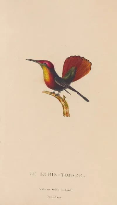Histoire Naturelle Des Oiseaux Mouches Pl 53