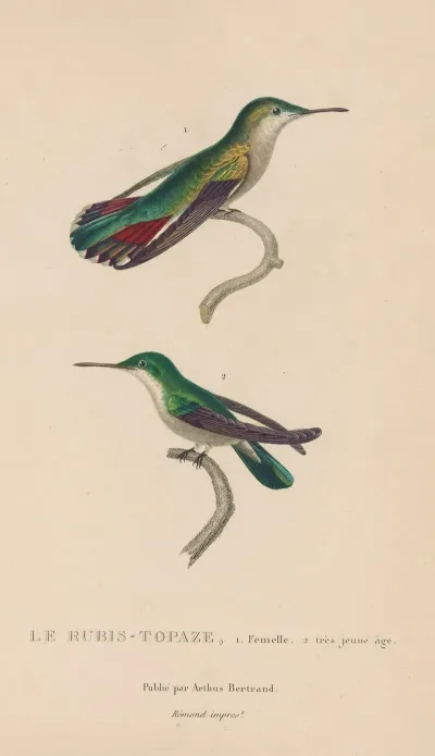 Histoire Naturelle Des Oiseaux Mouches Pl 54