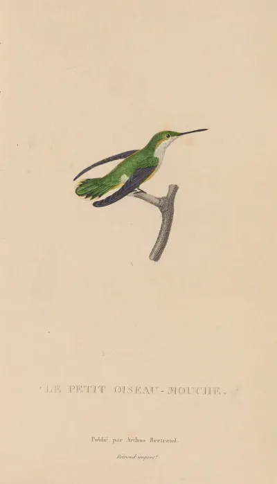 Histoire Naturelle Des Oiseaux Mouches Pl 55
