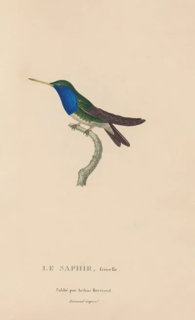 Histoire Naturelle Des Oiseaux Mouches Pl 57