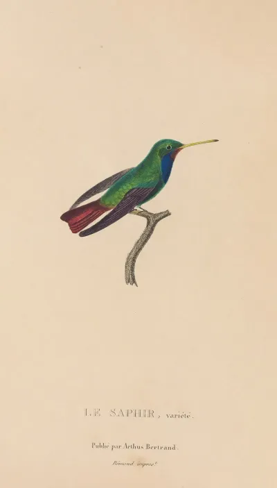 Histoire Naturelle Des Oiseaux Mouches Pl 58