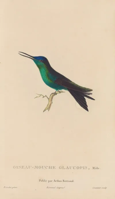 Histoire Naturelle Des Oiseaux Mouches Pl 59