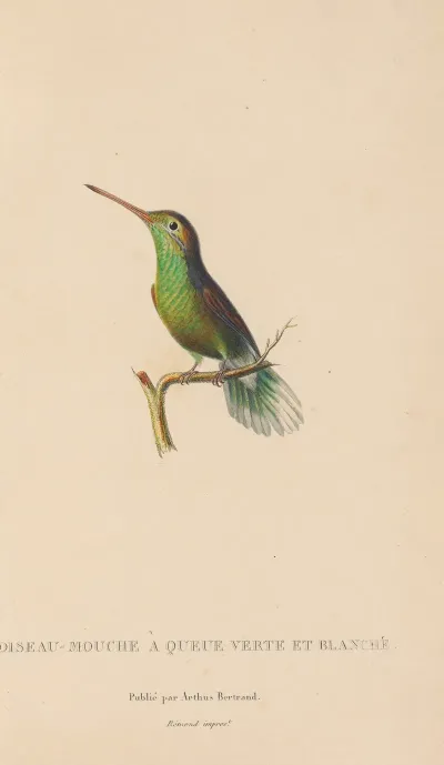 Histoire Naturelle Des Oiseaux Mouches Pl 61