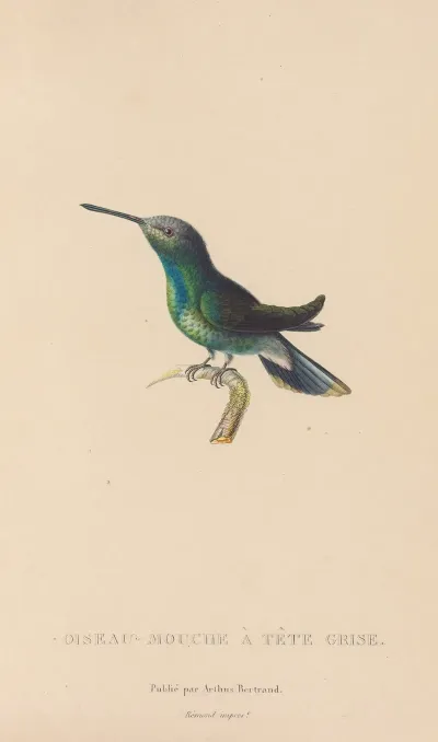 Histoire Naturelle Des Oiseaux Mouches Pl 63