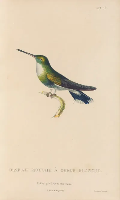 Histoire Naturelle Des Oiseaux Mouches Pl 64
