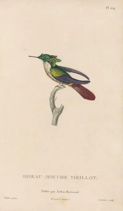 Histoire Naturelle Des Oiseaux Mouches Pl 65
