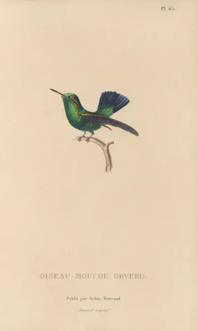 Histoire Naturelle Des Oiseaux Mouches Pl 66