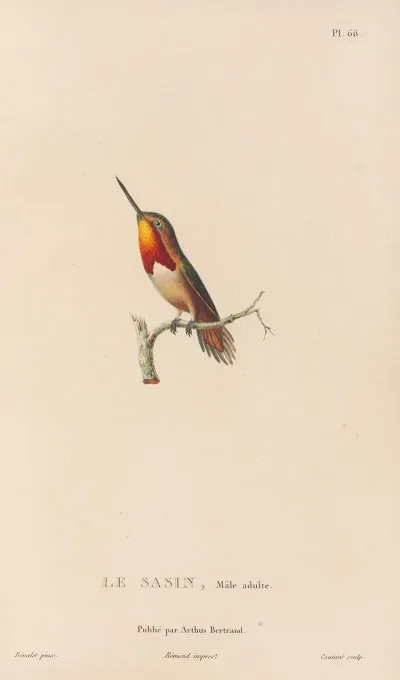 Histoire Naturelle Des Oiseaux Mouches Pl 67