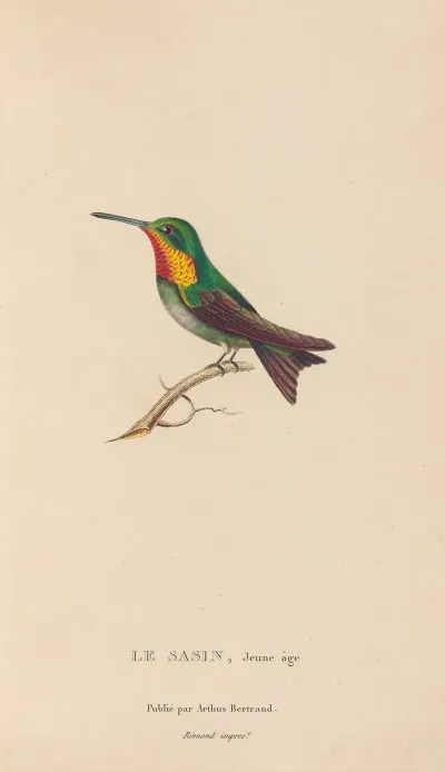 Histoire Naturelle Des Oiseaux Mouches Pl 68