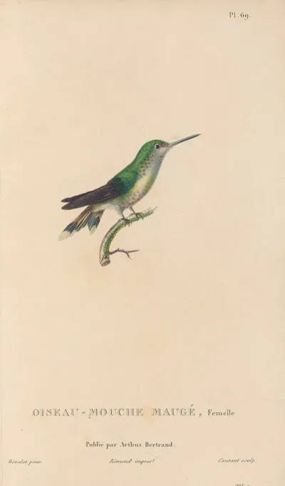 Histoire Naturelle Des Oiseaux Mouches Pl 70