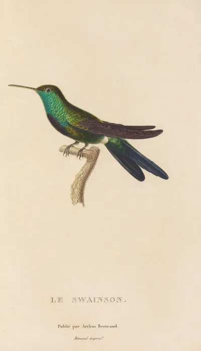 Histoire Naturelle Des Oiseaux Mouches Pl 71