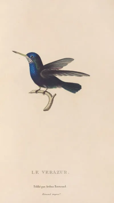 Histoire Naturelle Des Oiseaux Mouches Pl 72