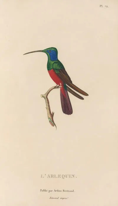 Histoire Naturelle Des Oiseaux Mouches Pl 73