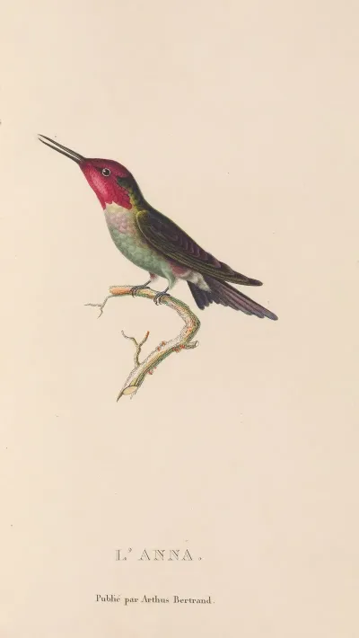 Histoire Naturelle Des Oiseaux Mouches Pl 75