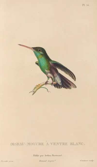 Histoire Naturelle Des Oiseaux Mouches Pl 77