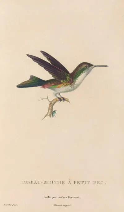 Histoire Naturelle Des Oiseaux Mouches Pl 78