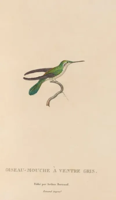 Histoire Naturelle Des Oiseaux Mouches Pl 80