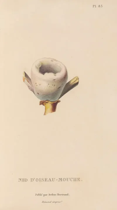 Histoire Naturelle Des Oiseaux Mouches Pl 84