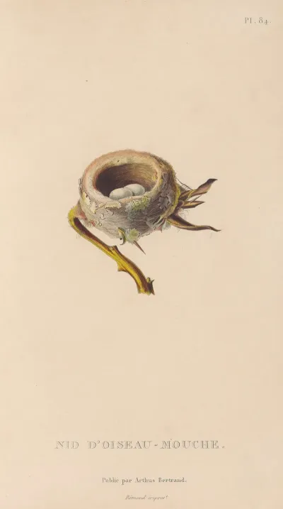 Histoire Naturelle Des Oiseaux Mouches Pl 85