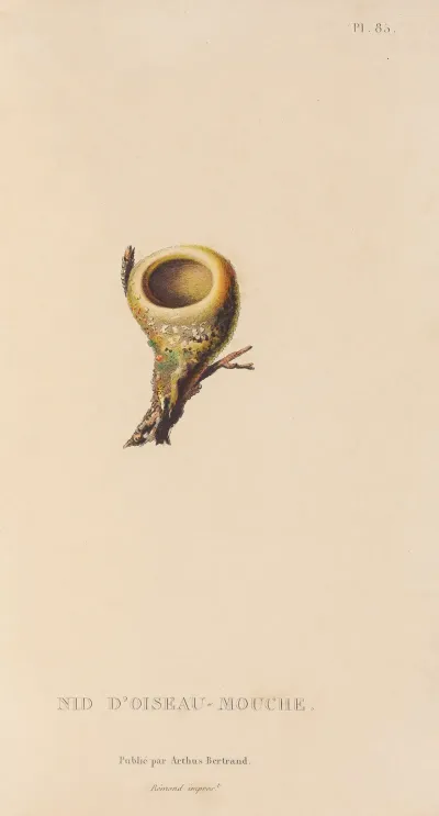 Histoire Naturelle Des Oiseaux Mouches Pl 86