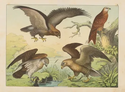 Historja Naturalna Ptakow Natural History Of Birds Pl 02