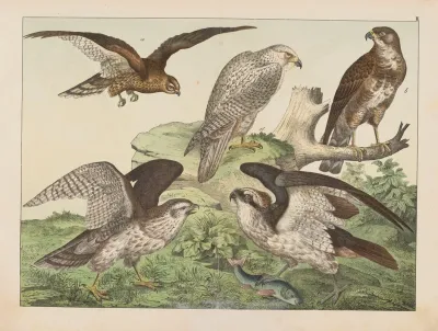 Historja Naturalna Ptakow Natural History Of Birds Pl 03
