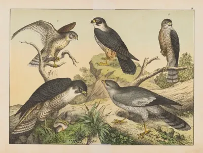 Historja Naturalna Ptakow Natural History Of Birds Pl 04