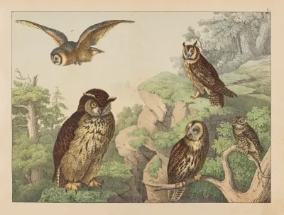Historja Naturalna Ptakow Natural History Of Birds Pl 05