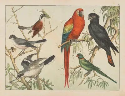 Historja Naturalna Ptakow Natural History Of Birds Pl 06