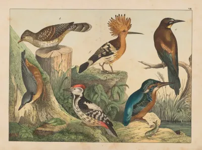 Historja Naturalna Ptakow Natural History Of Birds Pl 08