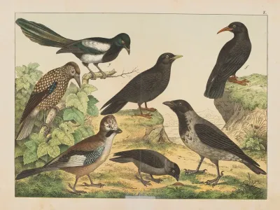 Historja Naturalna Ptakow Natural History Of Birds Pl 10