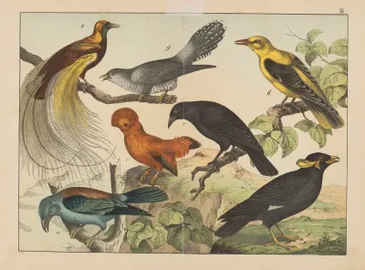 Historja Naturalna Ptakow Natural History Of Birds Pl 11