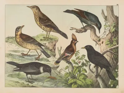 Historja Naturalna Ptakow Natural History Of Birds Pl 13