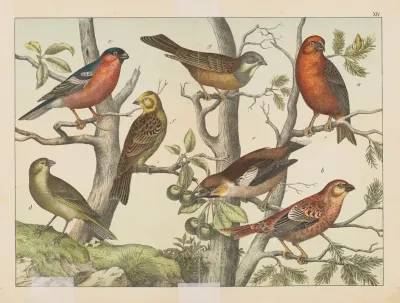 Historja Naturalna Ptakow Natural History Of Birds Pl 14