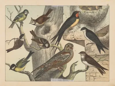 Historja Naturalna Ptakow Natural History Of Birds Pl 19
